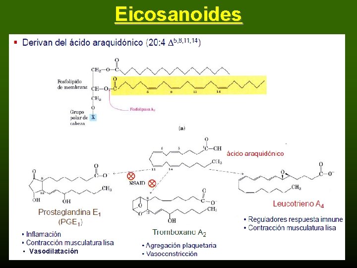 Eicosanoides • Vasodilatación 