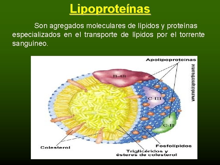 Lipoproteínas Son agregados moleculares de lípidos y proteínas especializados en el transporte de lípidos