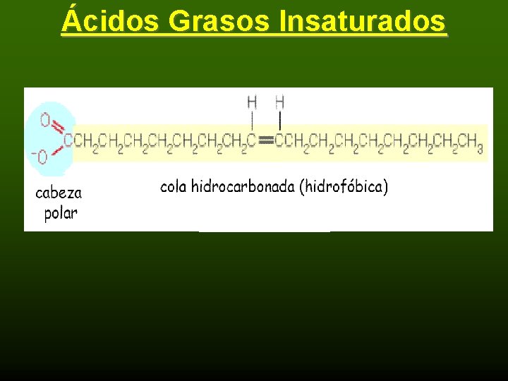 Ácidos Grasos Insaturados 