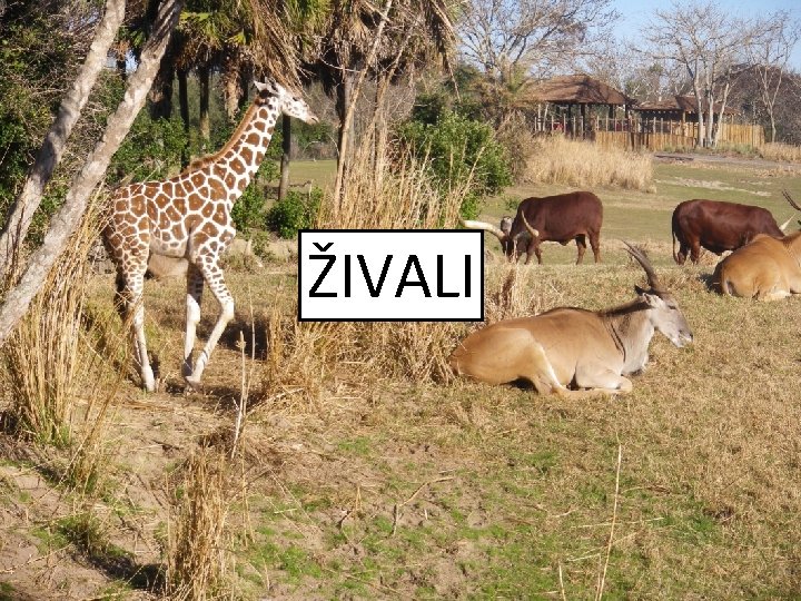 Živali ŽIVALI 