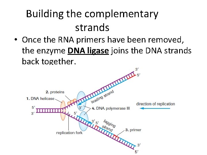 Building the complementary strands • Once the RNA primers have been removed, the enzyme