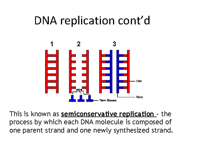 DNA replication cont’d This is known as semiconservative replication – the process by which