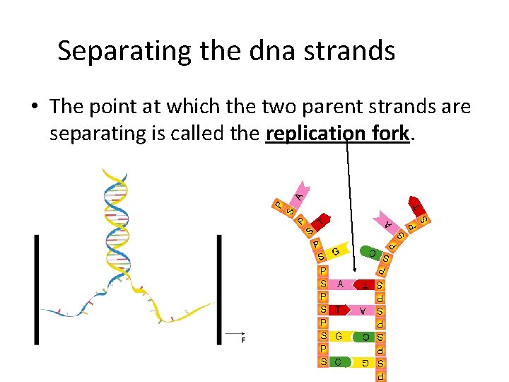 Separating the dna strands • The point at which the two parent strands are