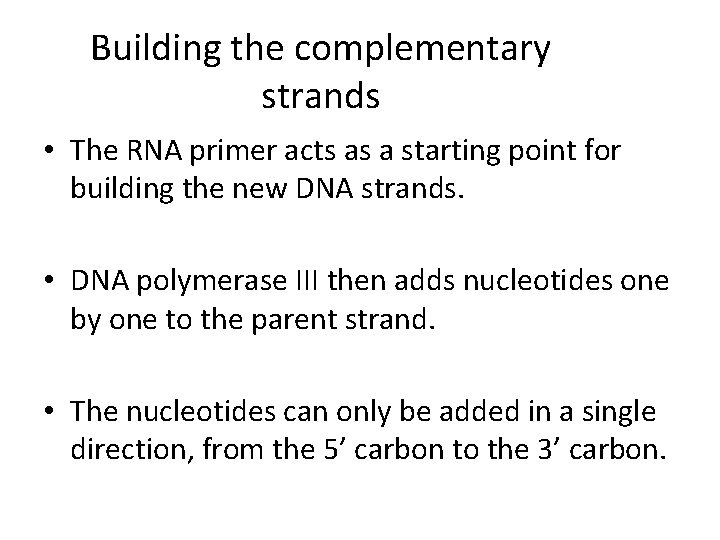 Building the complementary strands • The RNA primer acts as a starting point for