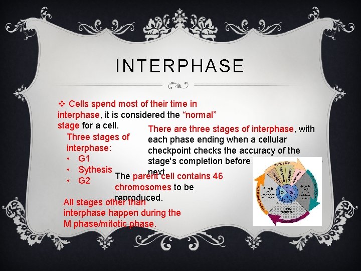 INTERPHASE v Cells spend most of their time in interphase, it is considered the