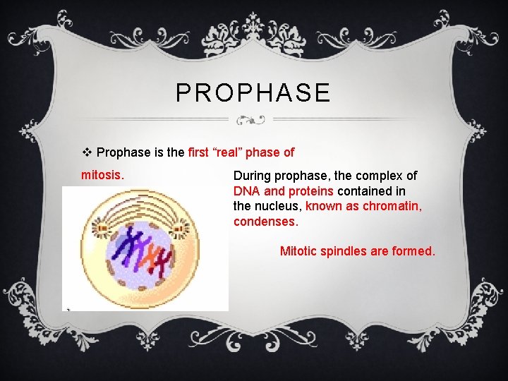 PROPHASE v Prophase is the first “real” phase of mitosis. During prophase, the complex
