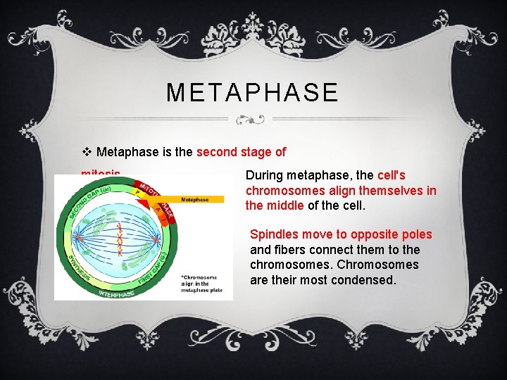 METAPHASE v Metaphase is the second stage of mitosis. During metaphase, the cell's chromosomes
