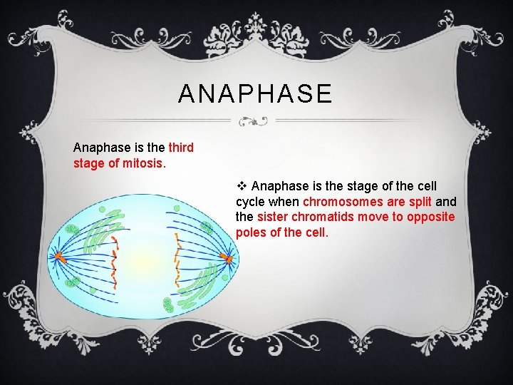 ANAPHASE Anaphase is the third stage of mitosis. v Anaphase is the stage of