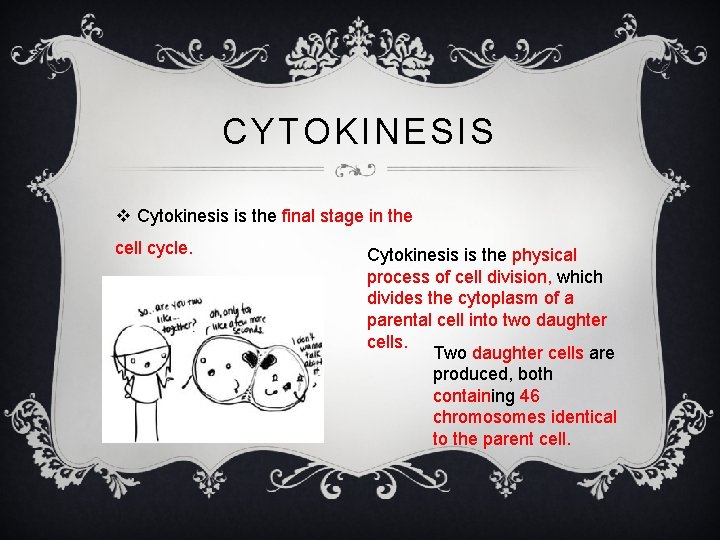 CYTOKINESIS v Cytokinesis is the final stage in the cell cycle. Cytokinesis is the