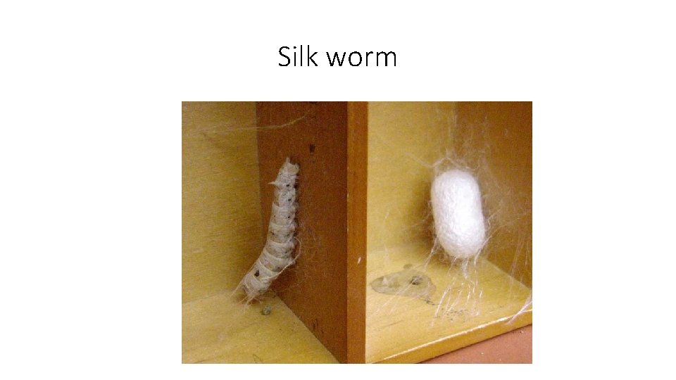 Silk worm 