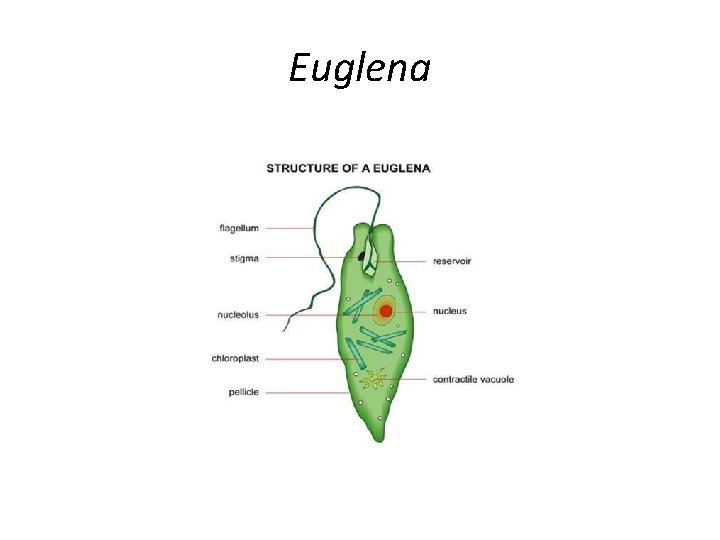 Euglena 
