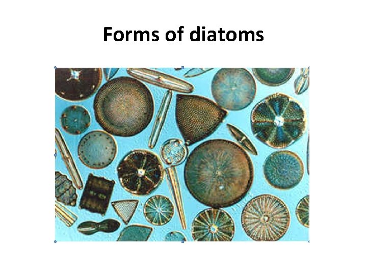 Forms of diatoms 
