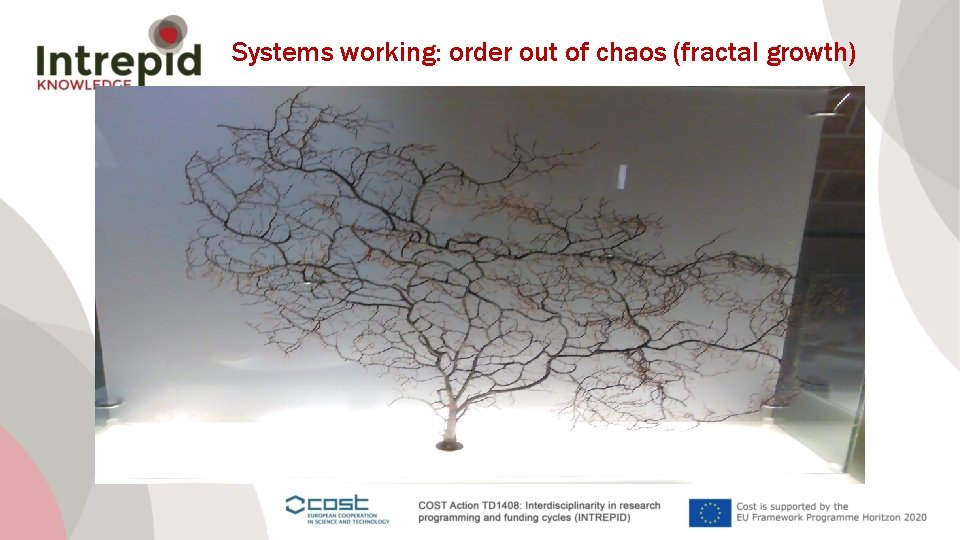 Systems working: order out of chaos (fractal growth) 