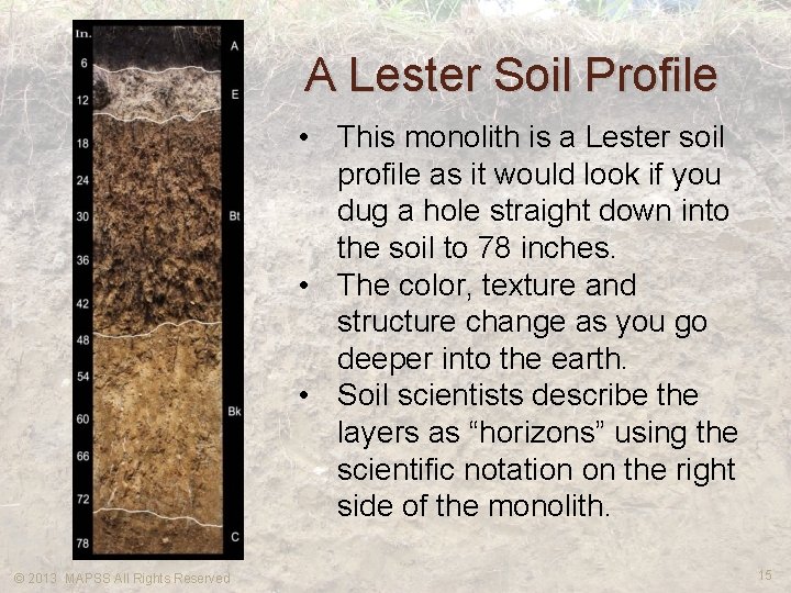 A Lester Soil Profile • This monolith is a Lester soil profile as it