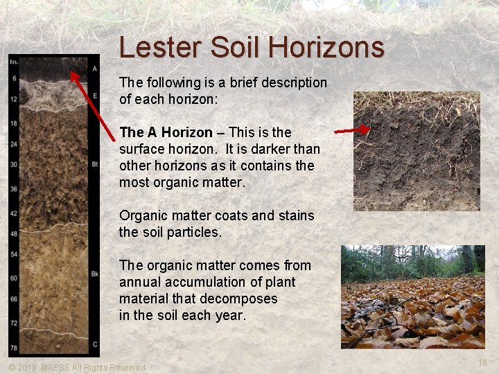 Lester Soil Horizons The following is a brief description of each horizon: The A