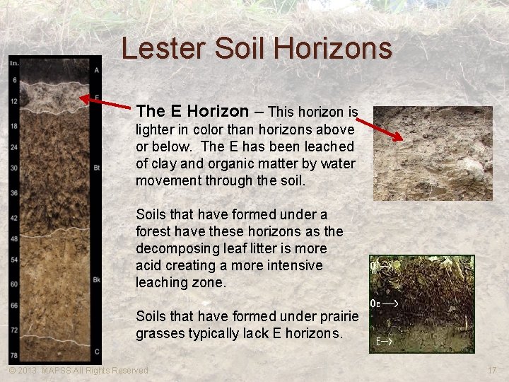 Lester Soil Horizons The E Horizon – This horizon is lighter in color than