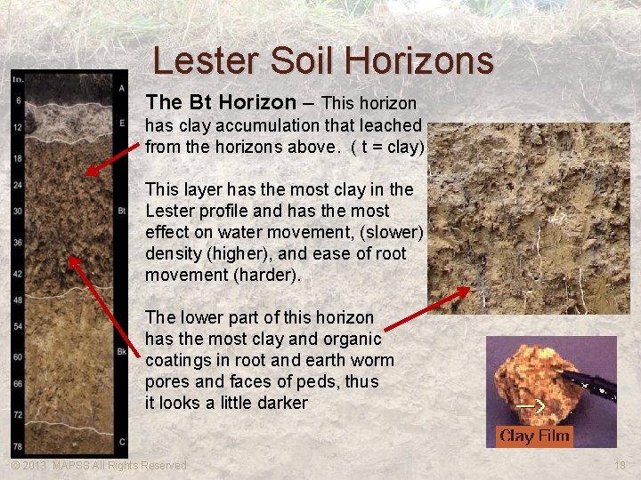 Lester Soil Horizons The Bt Horizon – This horizon has clay accumulation that leached