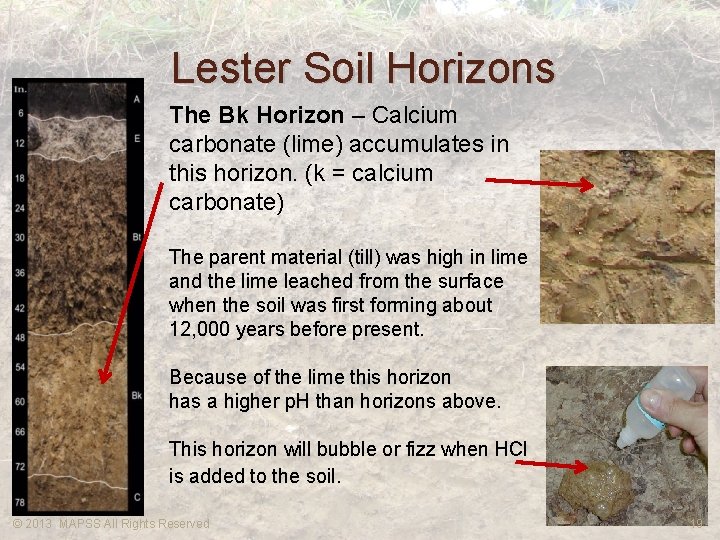 Lester Soil Horizons The Bk Horizon – Calcium carbonate (lime) accumulates in this horizon.