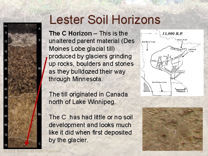 Lester Soil Horizons The C Horizon – This is the unaltered parent material (Des