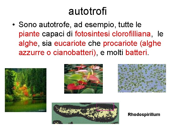 autotrofi • Sono autotrofe, ad esempio, tutte le piante capaci di fotosintesi clorofilliana, le