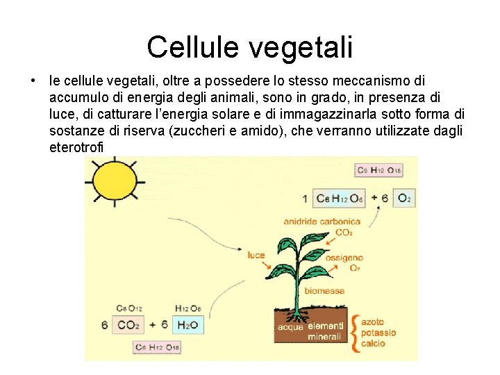 Cellule vegetali • le cellule vegetali, oltre a possedere lo stesso meccanismo di accumulo