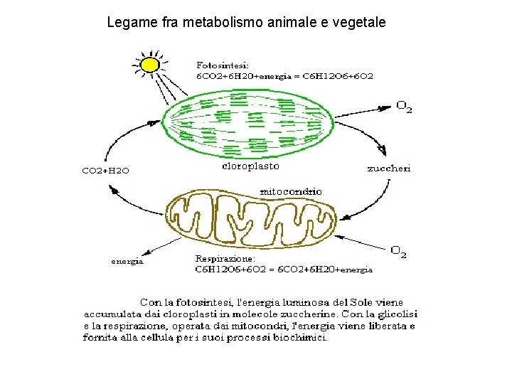 Legame fra metabolismo animale e vegetale 