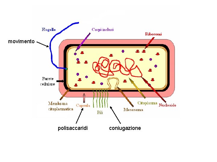 movimento polisaccaridi coniugazione 