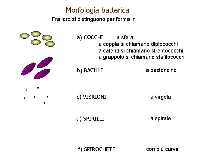 Morfologia batterica Fra loro si distinguono per forma in a) COCCHI a sfera a