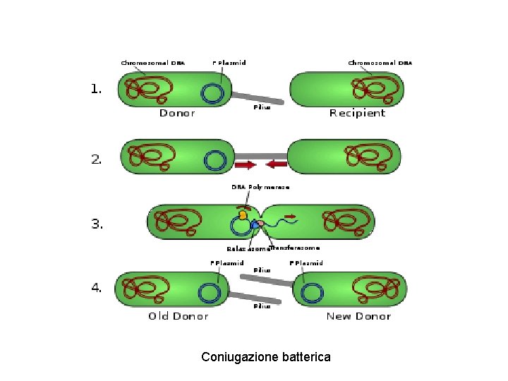 Coniugazione batterica 