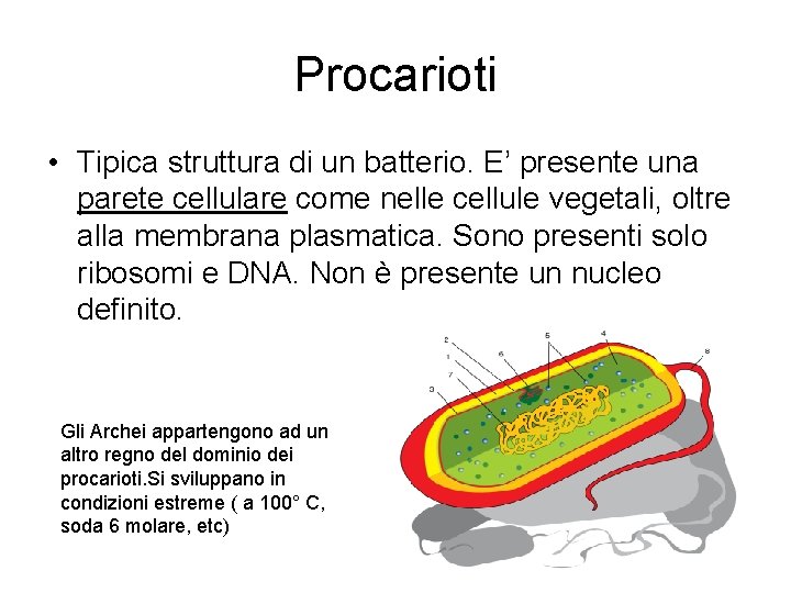 Procarioti • Tipica struttura di un batterio. E’ presente una parete cellulare come nelle