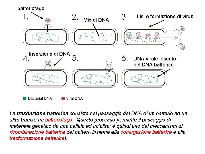 batteriofago Mix di DNA Inserzione di DNA Lisi e formazione di virus DNA virale