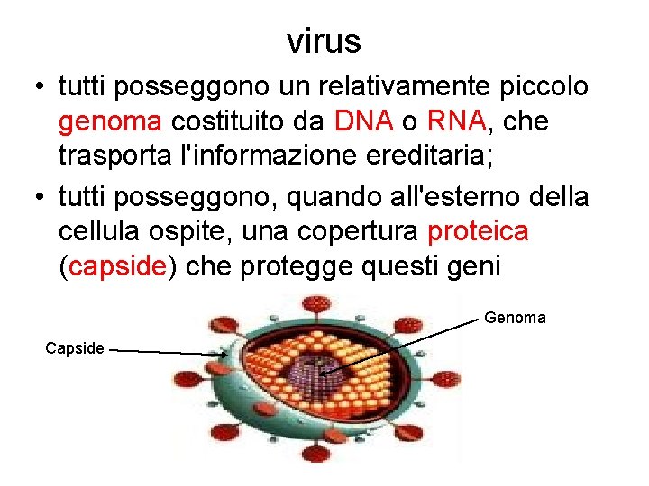 virus • tutti posseggono un relativamente piccolo genoma costituito da DNA o RNA, che