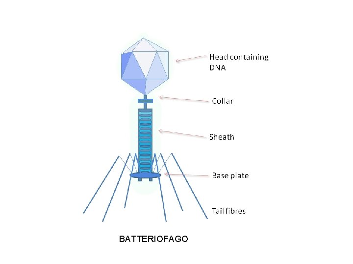 BATTERIOFAGO 