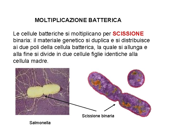 MOLTIPLICAZIONE BATTERICA Le cellule batteriche si moltiplicano per SCISSIONE binaria: il materiale genetico si