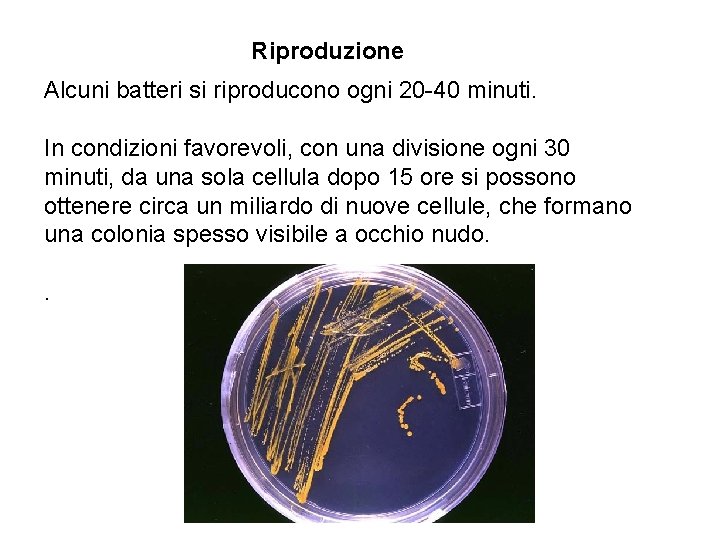 Riproduzione Alcuni batteri si riproducono ogni 20 -40 minuti. In condizioni favorevoli, con una