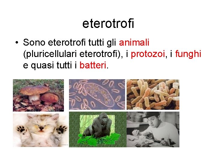 eterotrofi • Sono eterotrofi tutti gli animali (pluricellulari eterotrofi), i protozoi, i funghi e