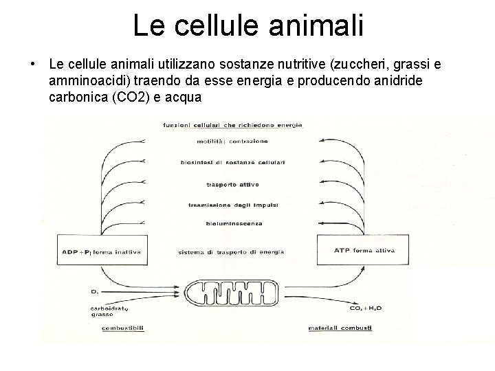 Le cellule animali • Le cellule animali utilizzano sostanze nutritive (zuccheri, grassi e amminoacidi)