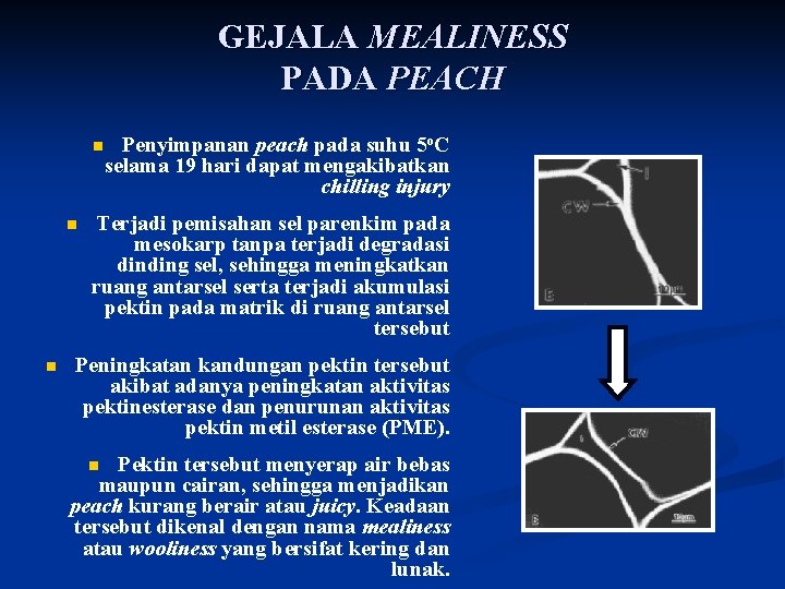 GEJALA MEALINESS PADA PEACH n n n Penyimpanan peach pada suhu 5 o. C