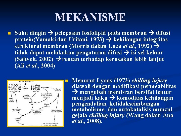 MEKANISME n Suhu dingin pelepasan fosfolipid pada membran difusi protein(Yamaki dan Uritani, 1973) kehilangan