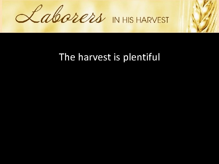 The harvest is plentiful 