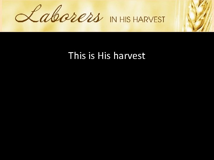 This is His harvest 