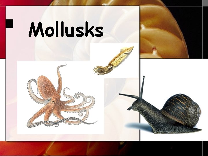 Mollusks 