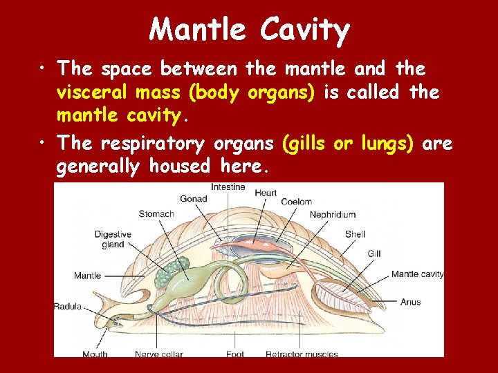 Mantle Cavity • The space between the mantle and the visceral mass (body organs)
