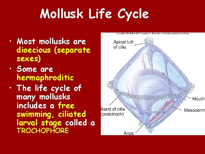 Mollusk Life Cycle • Most mollusks are dioecious (separate sexes) • Some are hermaphroditic