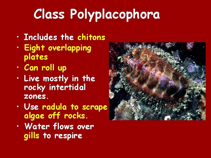 Class Polyplacophora • Includes the chitons • Eight overlapping plates • Can roll up