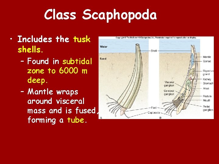 Class Scaphopoda • Includes the tusk shells. – Found in subtidal zone to 6000