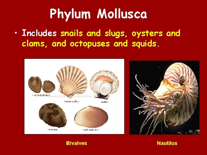 Phylum Mollusca • Includes snails and slugs, oysters and clams, and octopuses and squids.