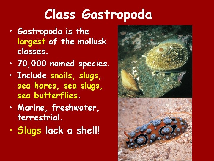 Class Gastropoda • Gastropoda is the largest of the mollusk classes. • 70, 000