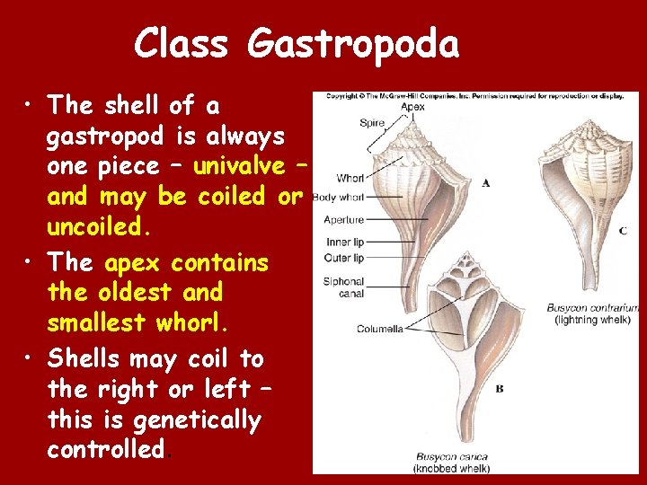 Class Gastropoda • The shell of a gastropod is always one piece – univalve