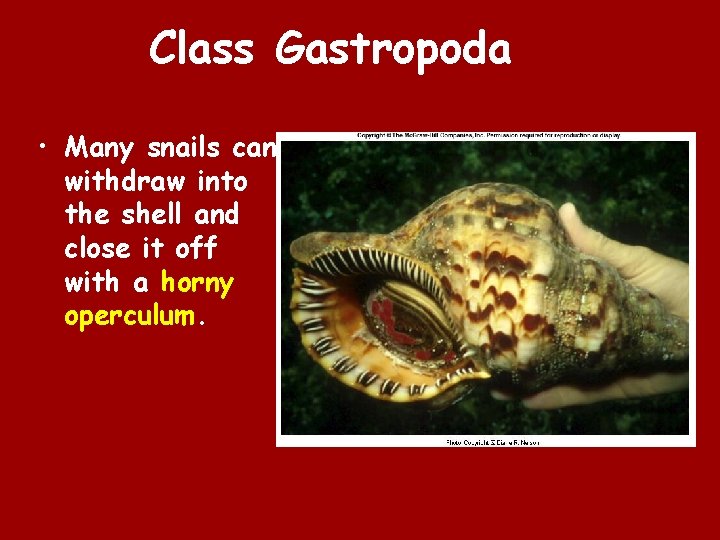 Class Gastropoda • Many snails can withdraw into the shell and close it off